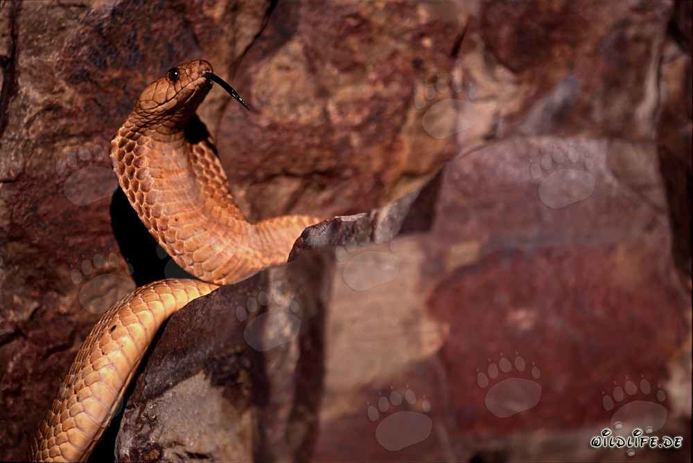 Cobra du Cap "Dorée" qui se resserre