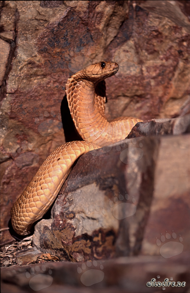 Kapkobra beobachtet ihre Umgebung auf einem Felsen im Western Cape, Südafrika