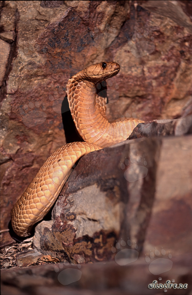 Kapkobra observa su entorno en una roca en Western Cape, Sudáfrica