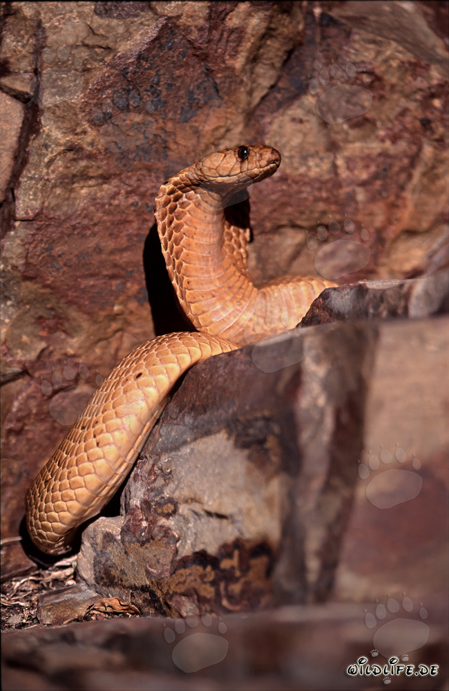 Kapkobra observant son environnement sur un rocher dans le Western Cape, Afrique du Sud