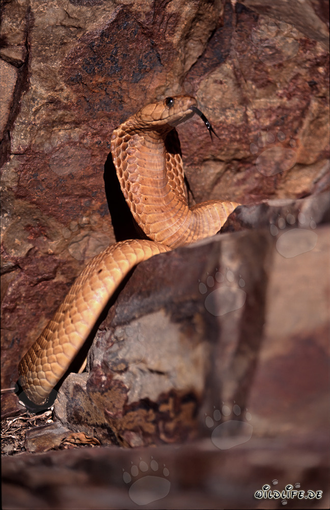 Sunbathing Cape Cobra in the Fynbos