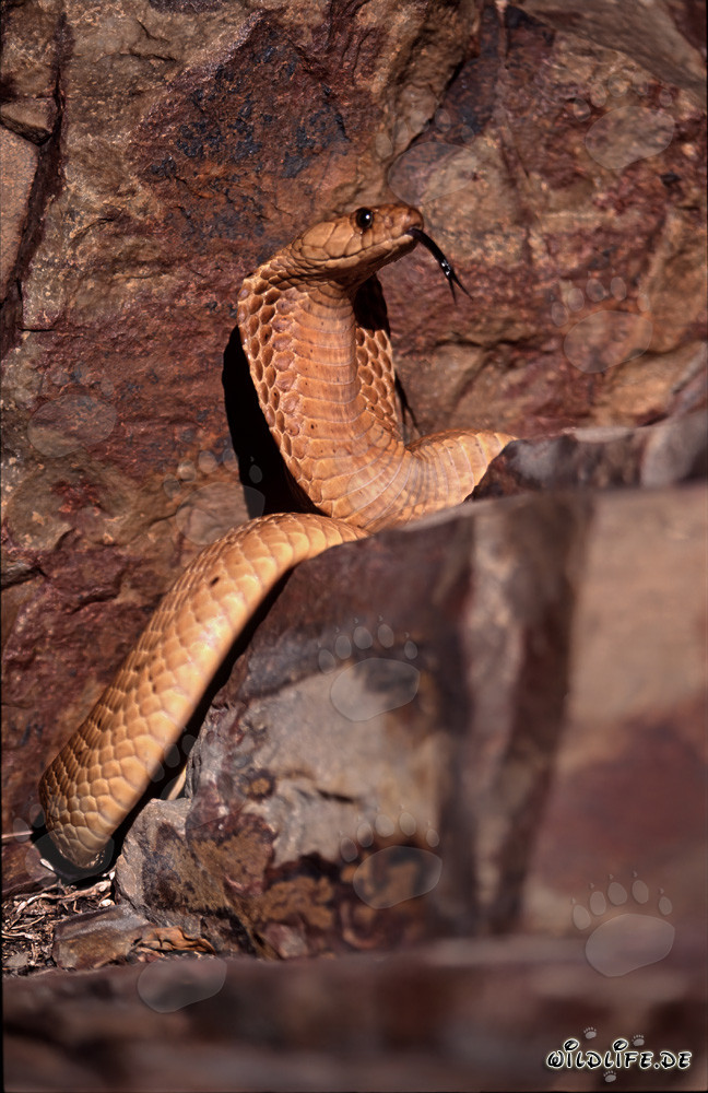 Cobra del Cabo tomando el sol en el Fynbos