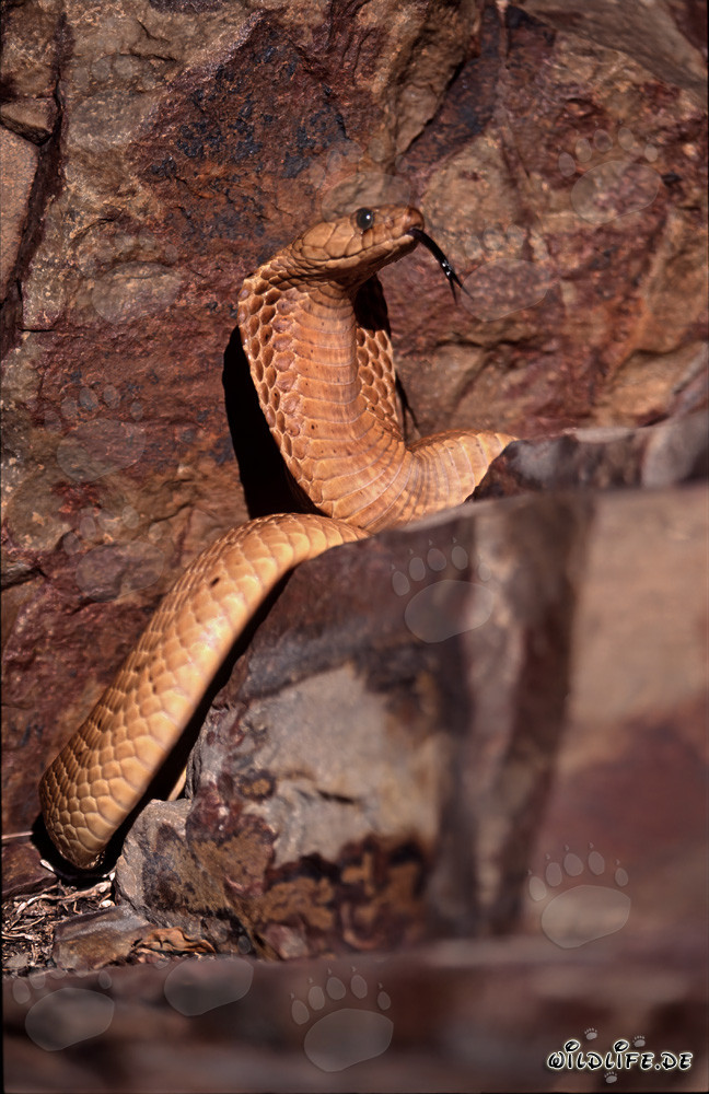 Cobra du Cap prenant un bain de soleil dans le Fynbos