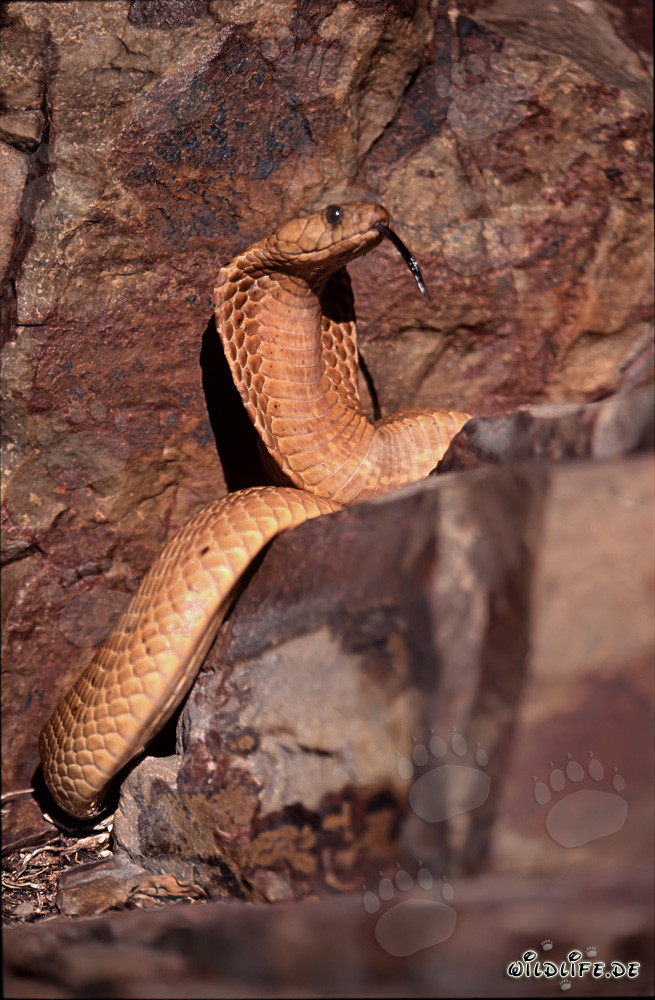Fascinating Cape Cobra in rocky terrain