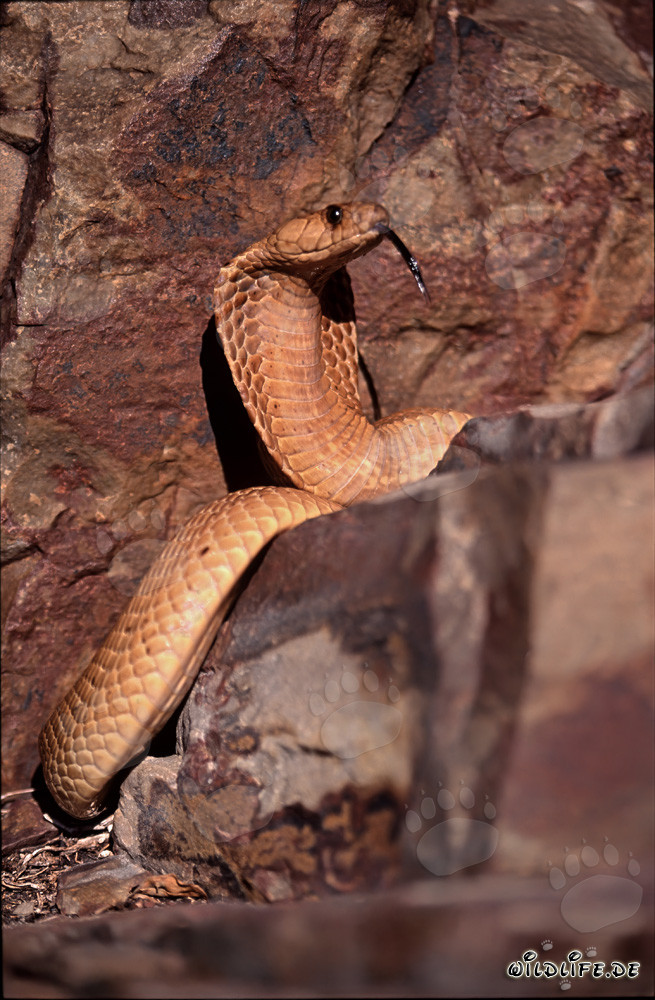 Cobra del Capo affascinante in terreno roccioso