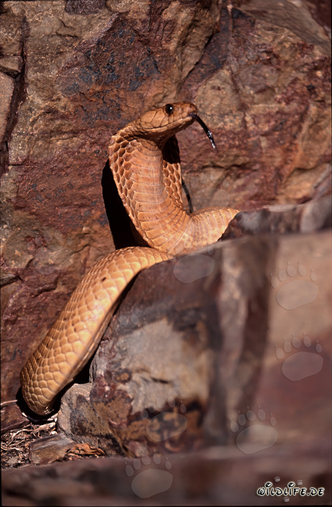 Cobra du Cap fascinante dans un terrain rocailleux