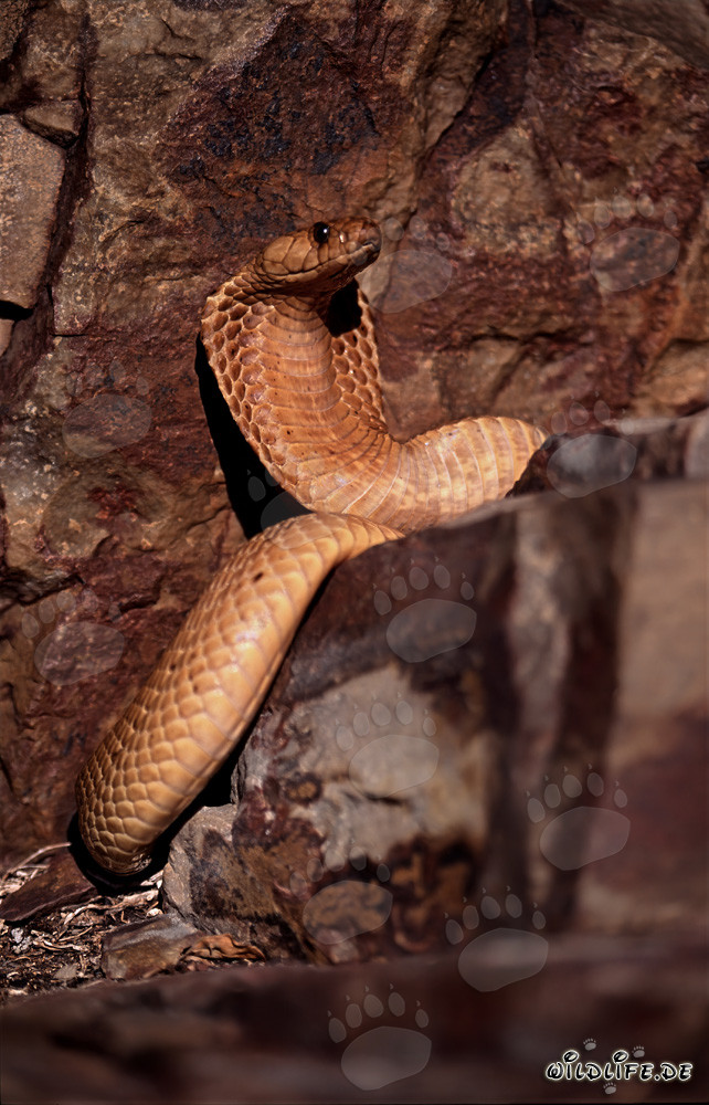 Golden Cape Cobra exploring the Gansbaai Mountains