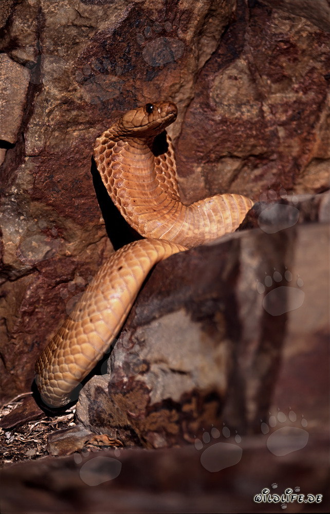 Cobra del Cabo dorada explorando en las montañas de Gansbaai