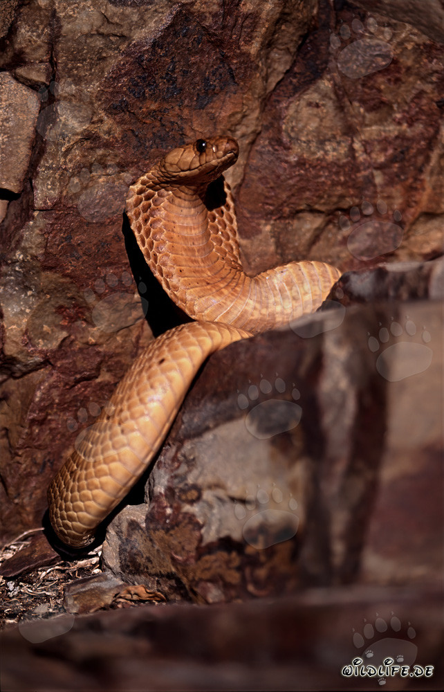Cobra del Capo dorata in esplorazione nelle montagne di Gansbaai