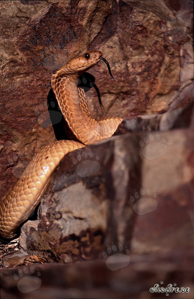 Fascinating Cape Cobra basking in front of colorful rocks