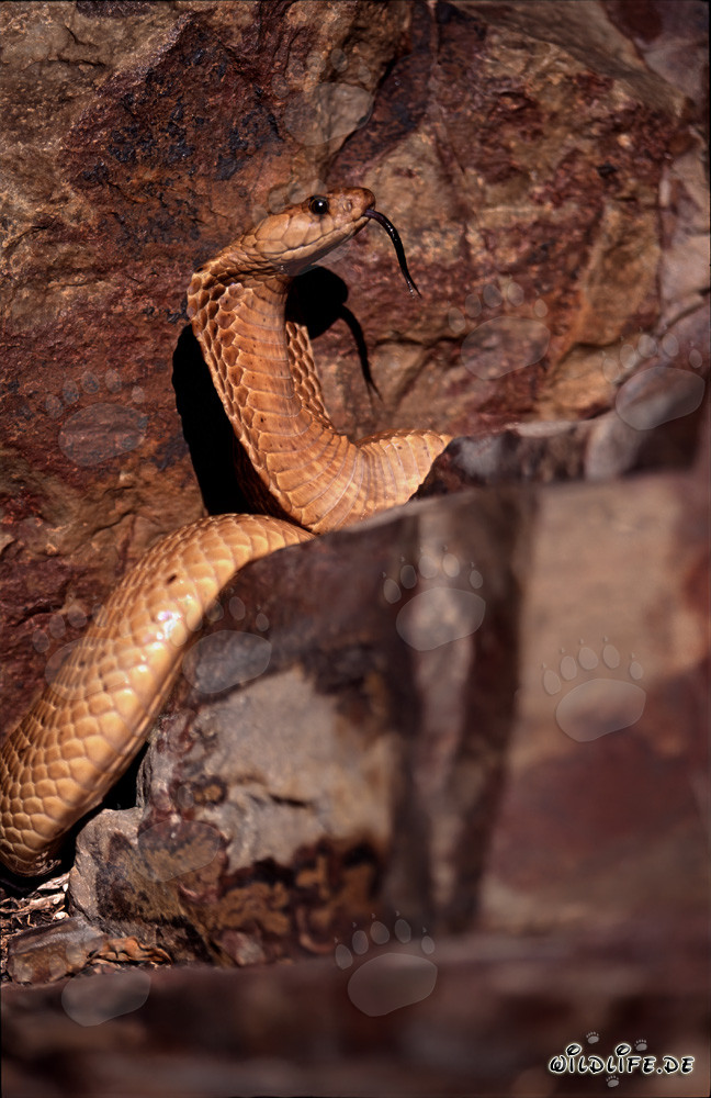 Affascinante Cobra del Capo prende il sole davanti a pittoresche rocce colorate