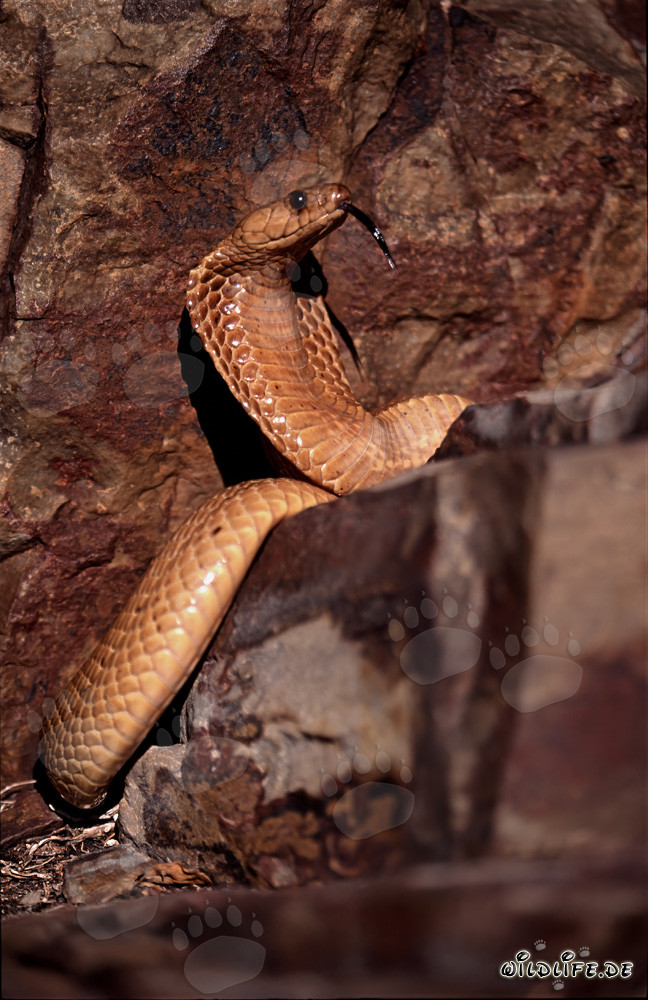 Imposing Threatening Behavior of the Cape Cobra
