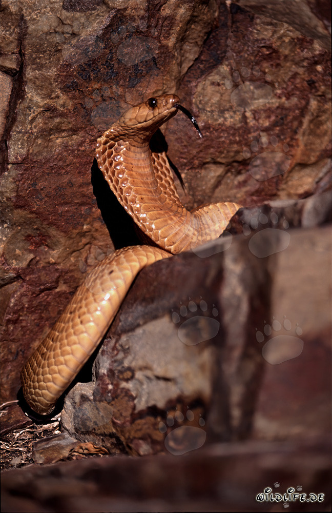 Impresionante comportamiento amenazante de la cobra del Cabo
