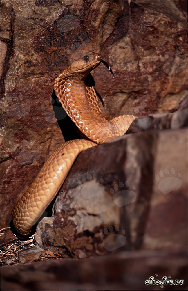 Comportement menaçant impressionnant du cobra du Cap