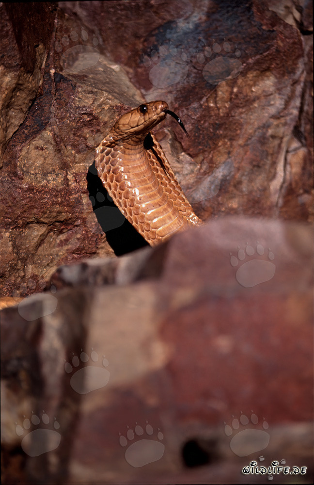 Cape Cobra en medio de rocas coloridas
