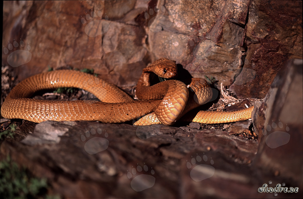 Cobra del Cabo fascinante (Naja nivea) en color dorada