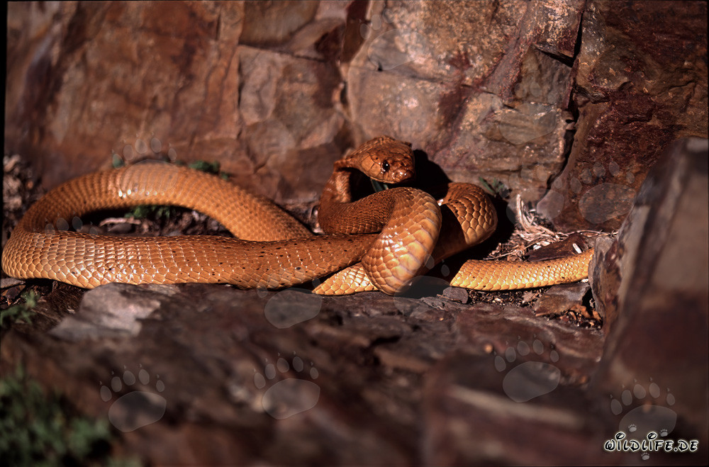 Cobra del Capo affascinante (Naja nivea) in colorazione dorata