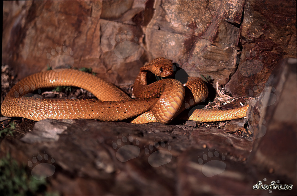 Cobra du Cap fascinante (Naja nivea) dans une coloration dorée