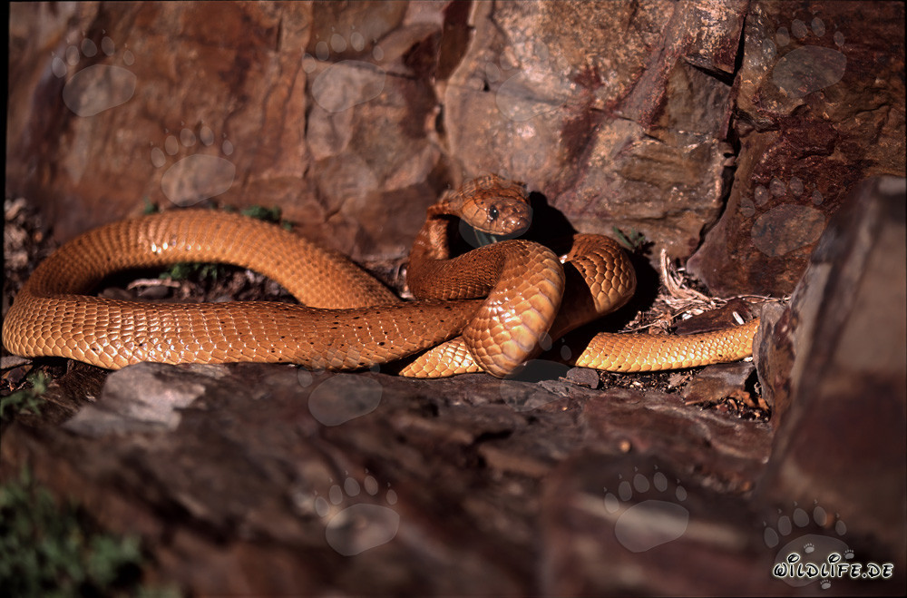"Fascinating" Cape Cobra (Naja nivea) in golden coloration