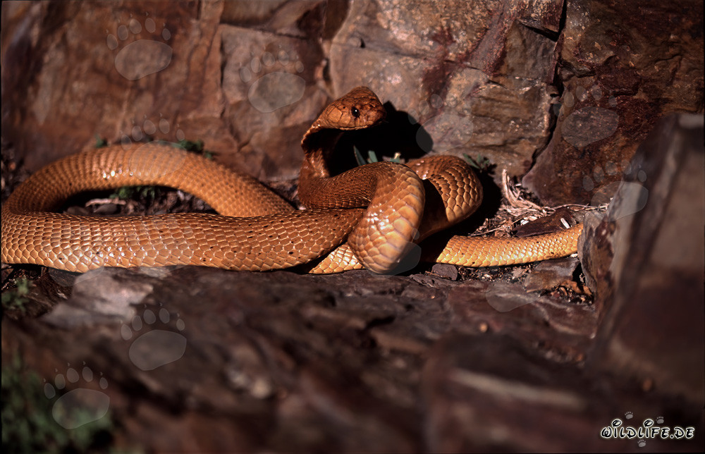 Fascinating Cape Cobra in Rocky Terrain