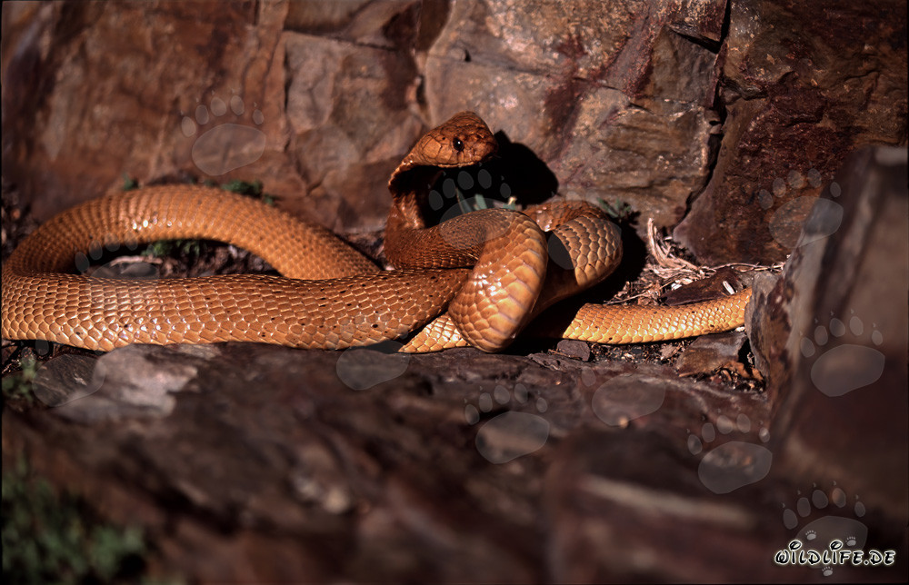 Fascinante Cobra del Cabo en terreno rocoso
