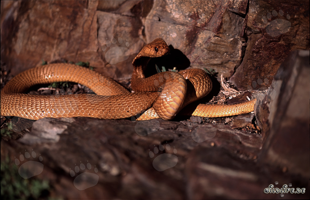 Affascinante Cobra del Capo in terreno roccioso