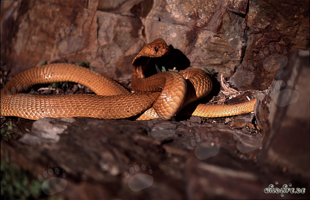 Cobra du Cap fascinante dans un terrain rocheux