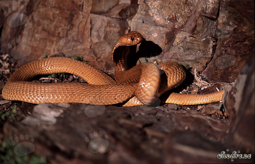 Cobra du Cap dorée enroulée
