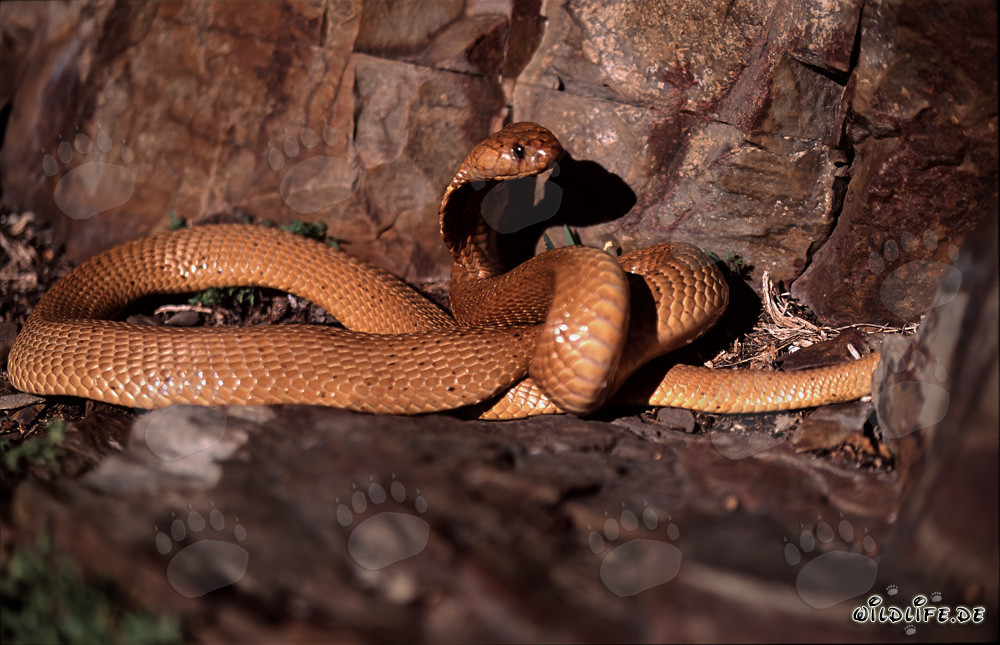 Cobra del Capo dorata avvolta