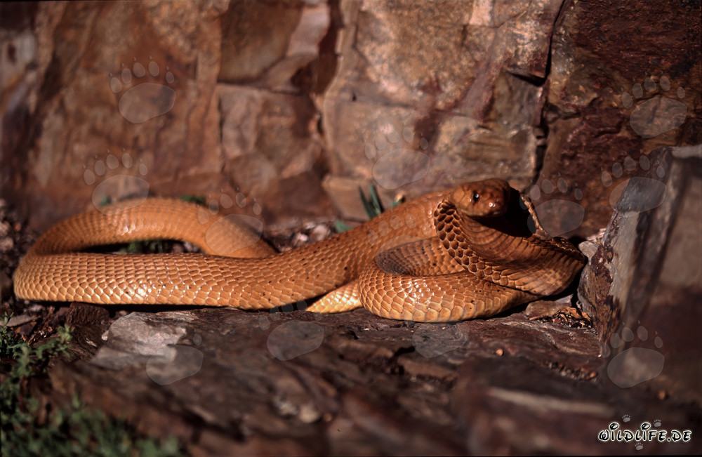 Fascinating Cape Cobra with a Golden Glow (Naja nivea)