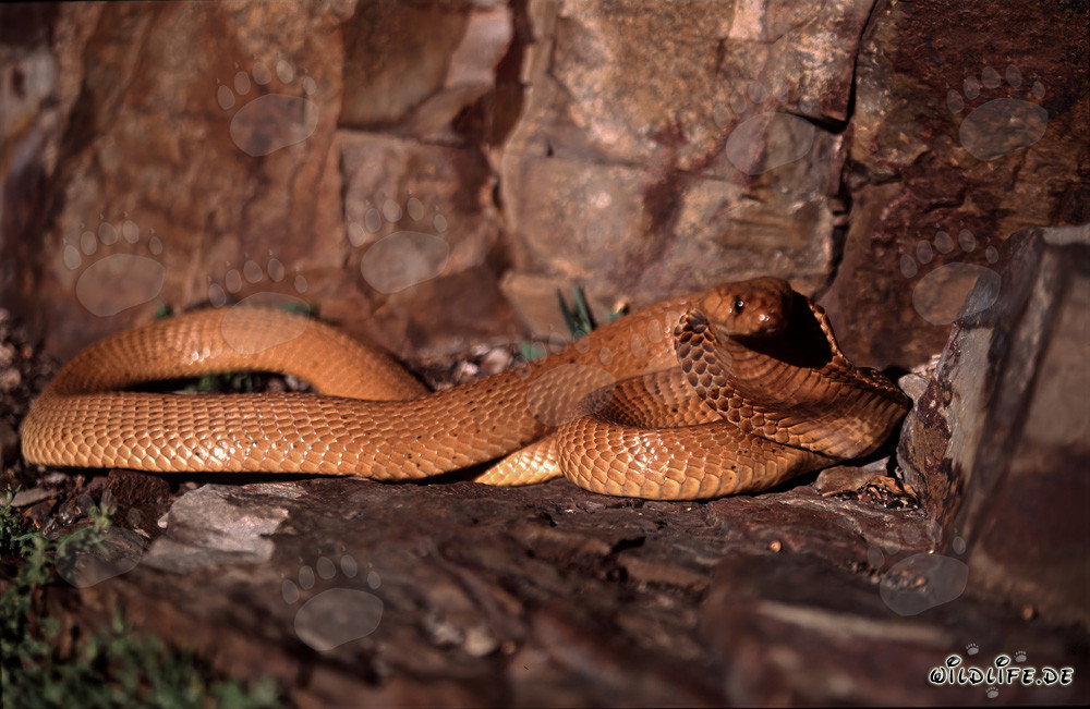 Cobra del Cabo fascinante con brillo dorado (Naja nivea)