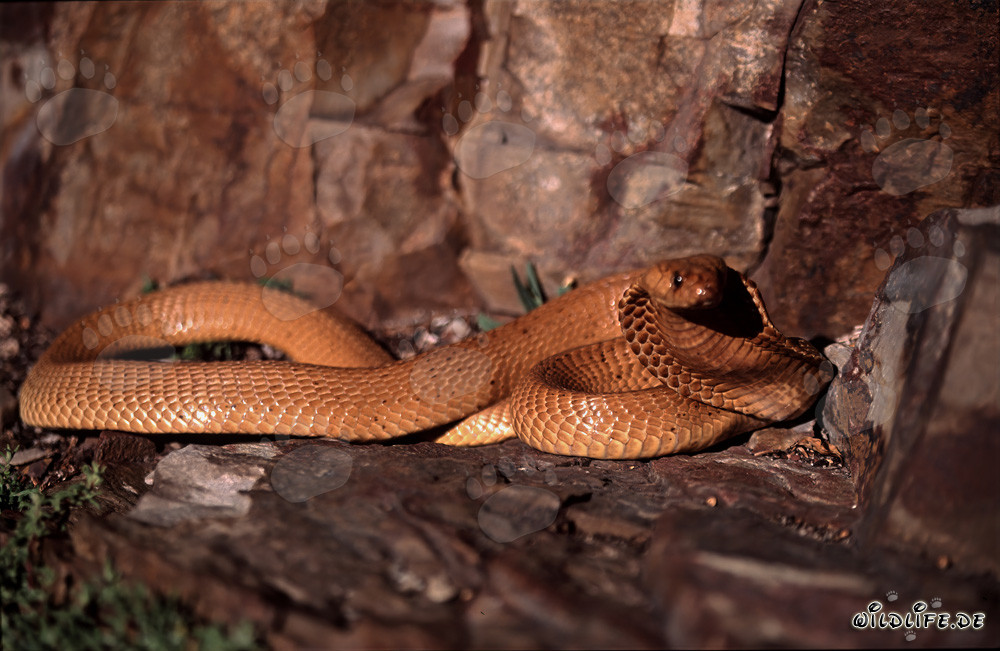 Cobra del Capo affascinante con bagliore dorato (Naja nivea)