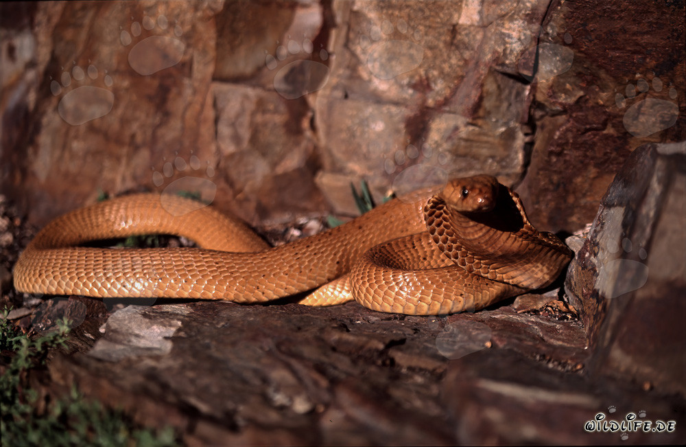 Cobra du Cap fascinante avec une lueur dorée (Naja nivea)