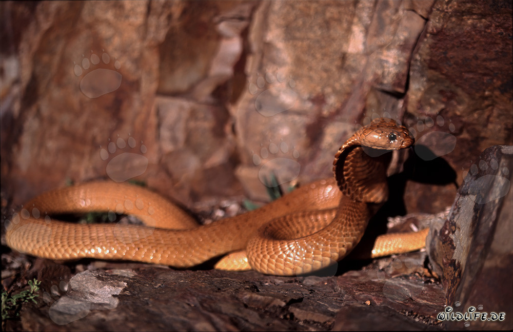 Fascinante Cobra Dorada del Cabo levanta la cabeza