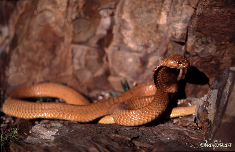 Affascinante Cobra Dorata del Capo alza la testa