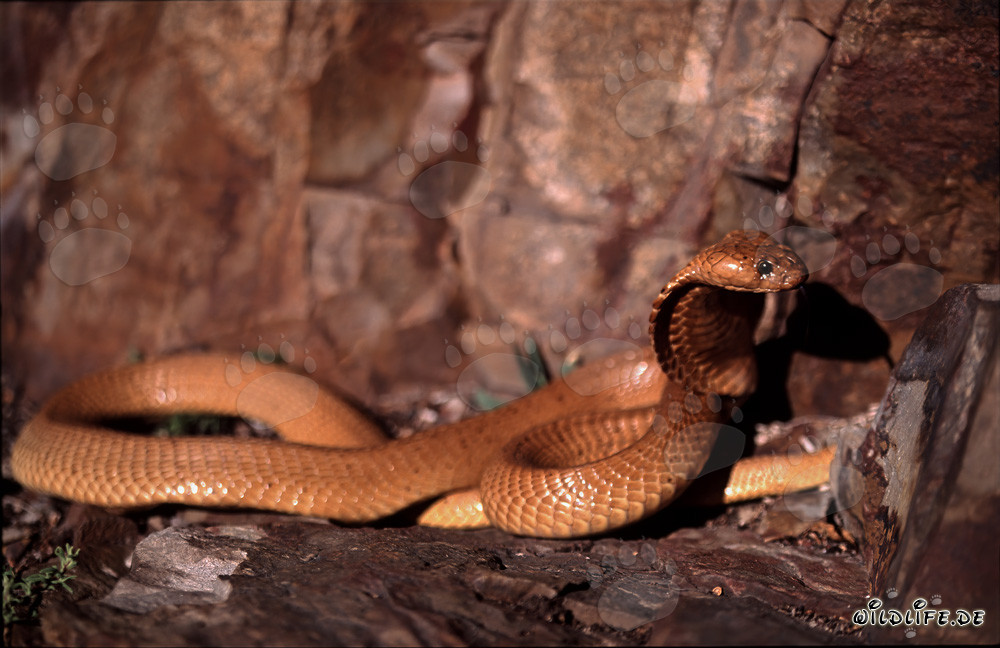 La fascinante cobra dorée du Cap se lève