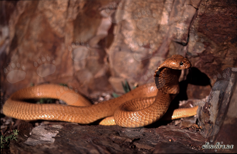 Fascinating Golden Cape Cobra Raising its Head