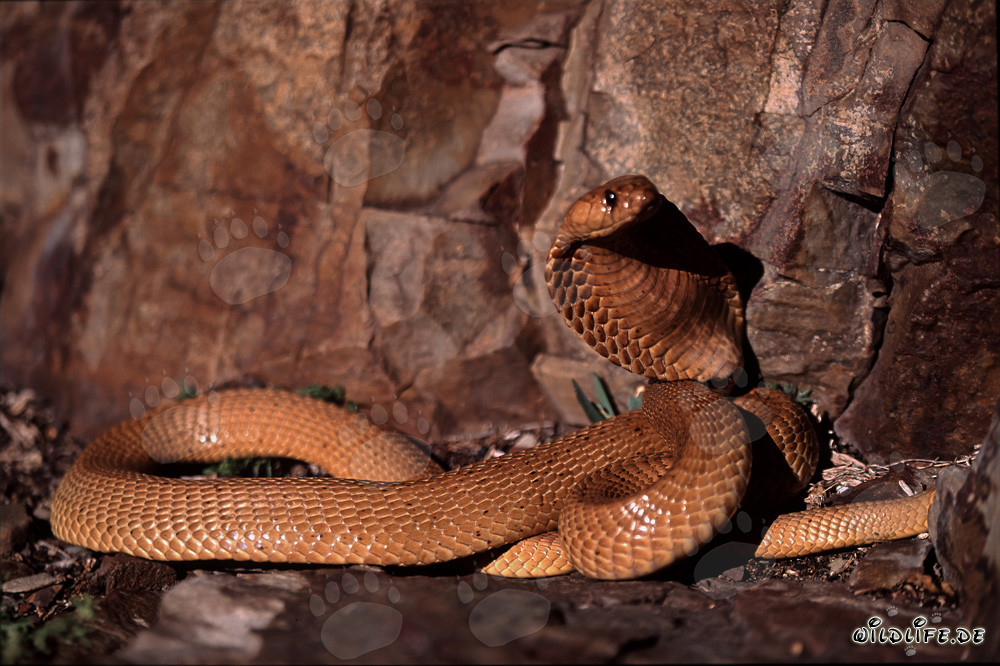 Espléndida Cobra del Cabo Dorada en las montañas de Gansbaai