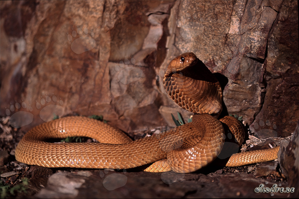 Magnifique Cobra du Cap dorée dans les montagnes de Gansbaai
