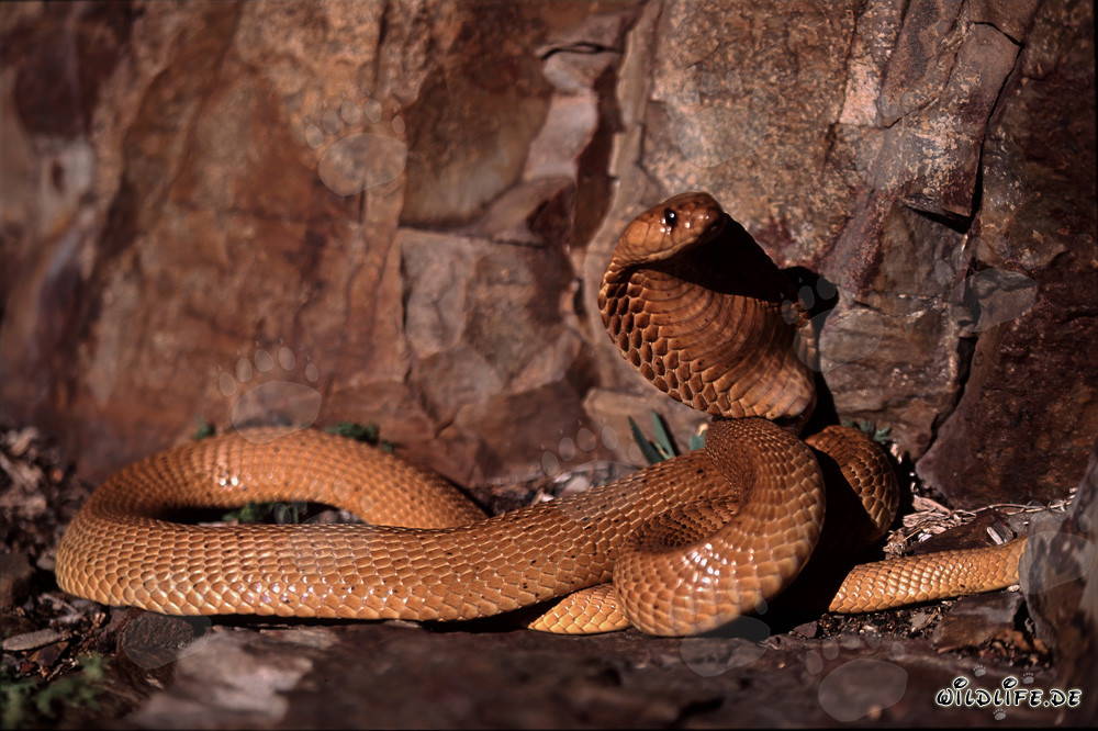 Magnificent Golden Cape Cobra in the Gansbaai Mountains