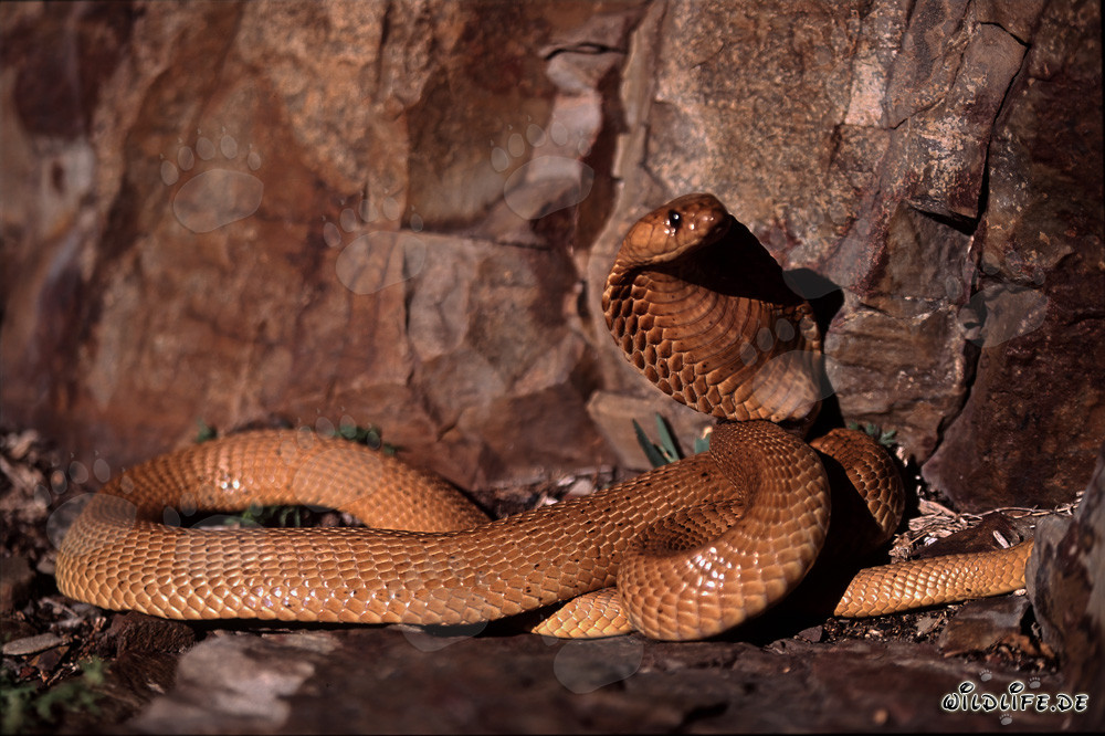 Prächtige Goldene Kapkobra in den Gansbaai Mountains