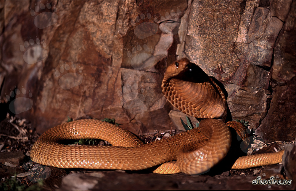 Cobra del Cabo dorada bajo la luz del sol