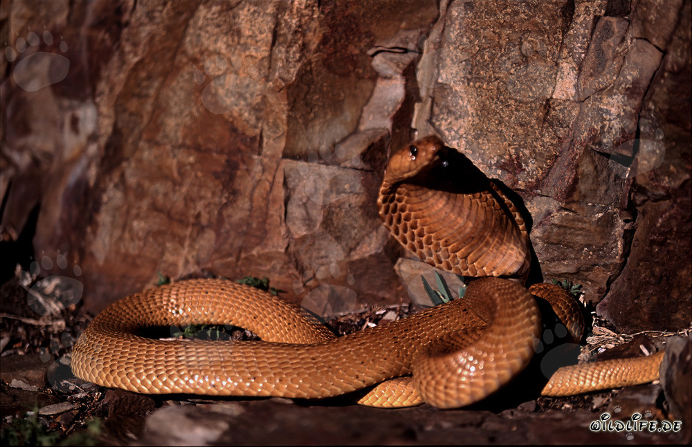Cobra del Capo dorata alla luce del sole