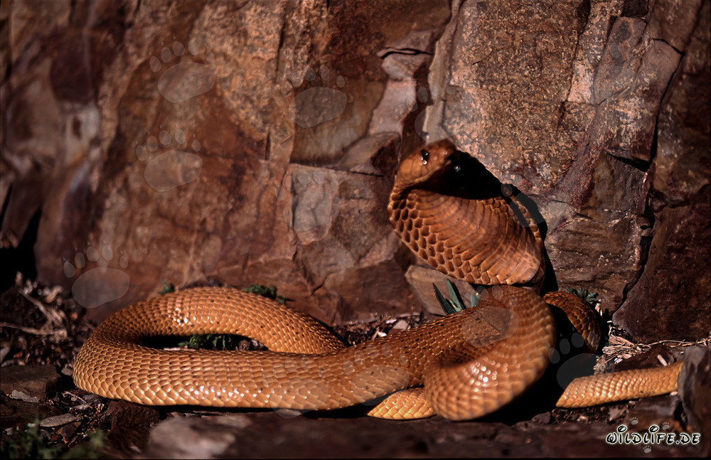 Cobra du Cap dorée sous la lumière du soleil