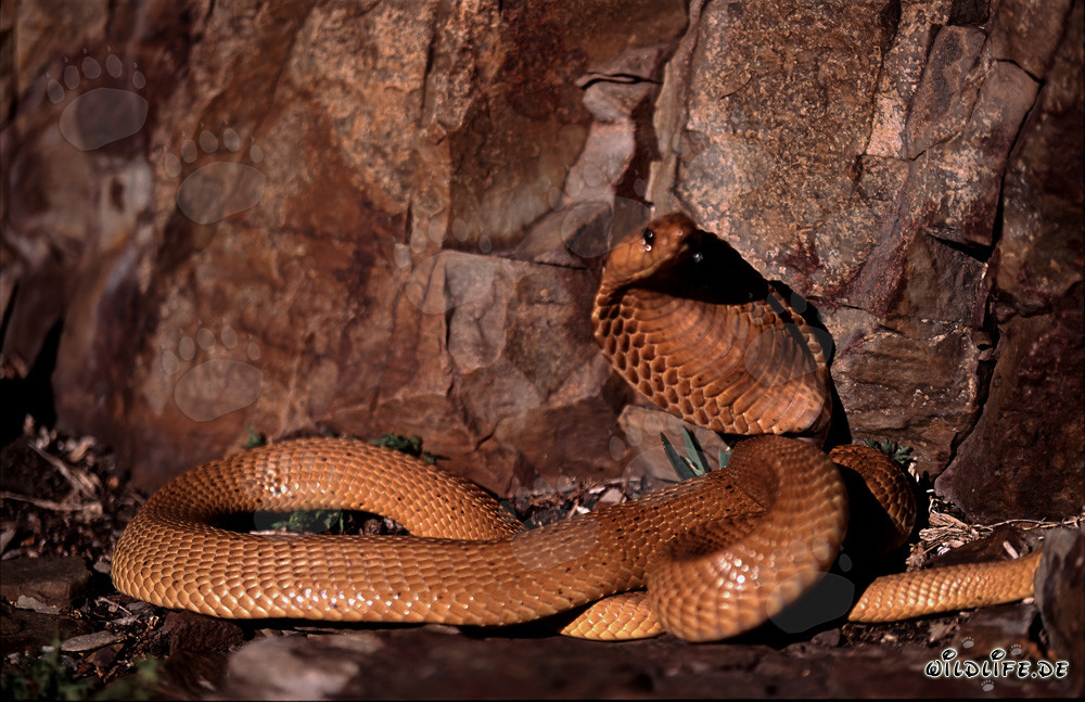 Golden Cape Cobra