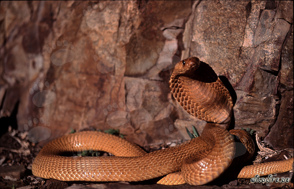 Ejemplar magnífico de la cobra del Cabo 'Dorada' en las montañas de Gansbaai
