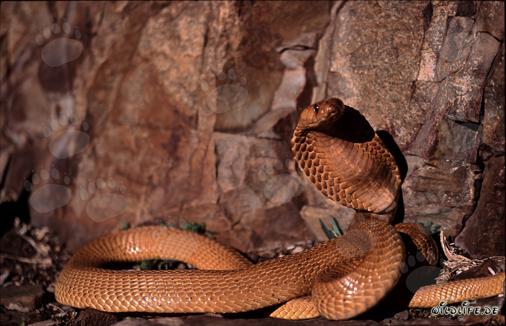 Exemplaire splendide du cobra du Cap 'Doré' dans les montagnes de Gansbaai