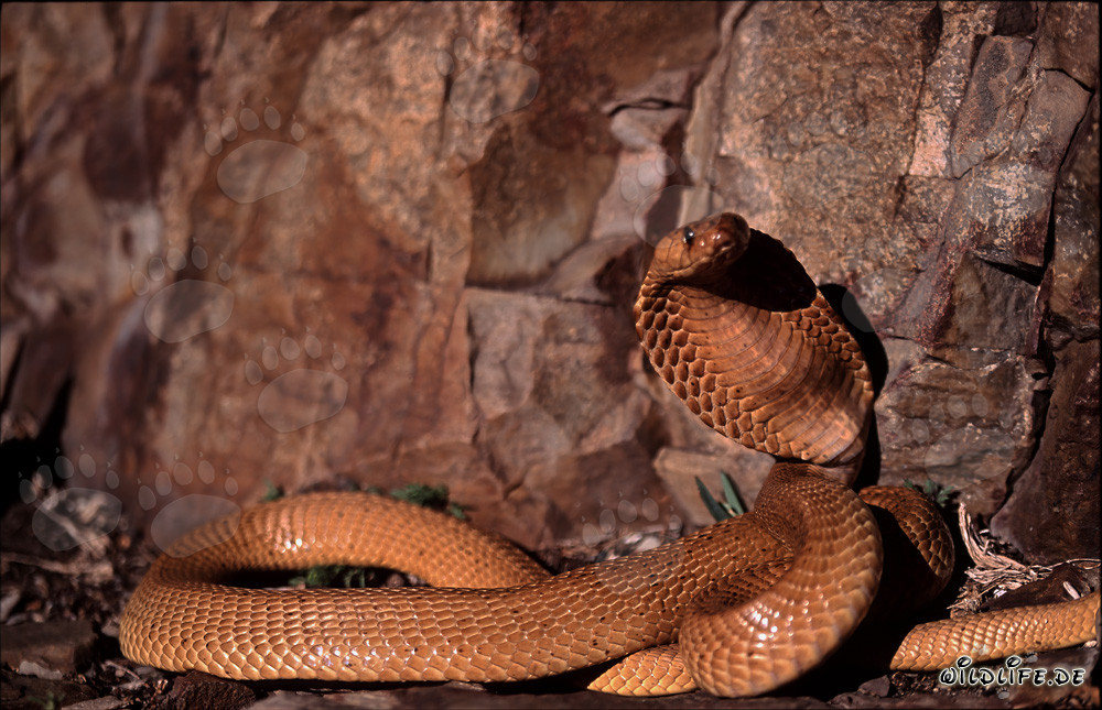 Esemplare splendido del cobra del Capo 'Dorato' nelle montagne di Gansbaai