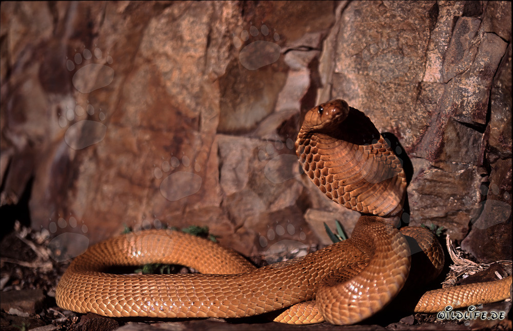 Magnificent specimen of the 'Golden' Cape Cobra in the Gansbaai Mountains