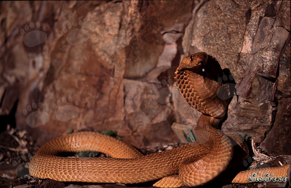Cape Cobra in Front of Colorful Rock Wall